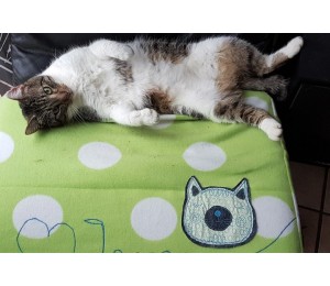 Stickserie - Kitty Doodle inkl. ITH Anhänger